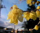 Chimonanthus Praecox
